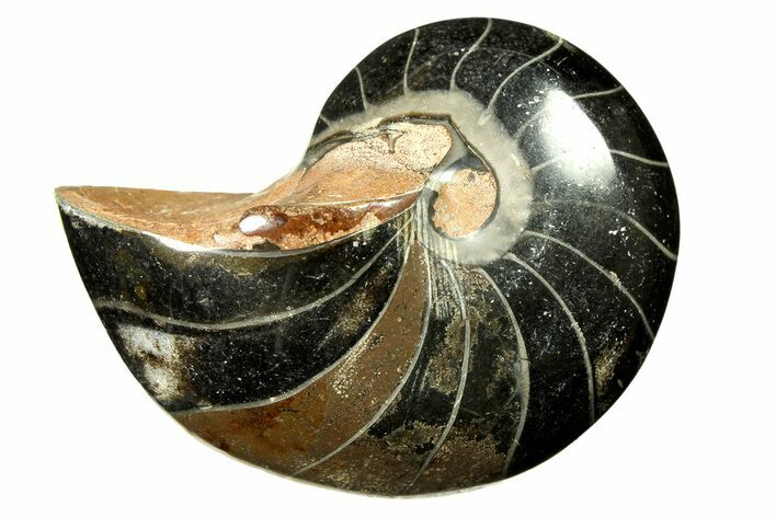 Polished Fossil Nautilus (Cymatoceras) - Unusual Black Color! #297164